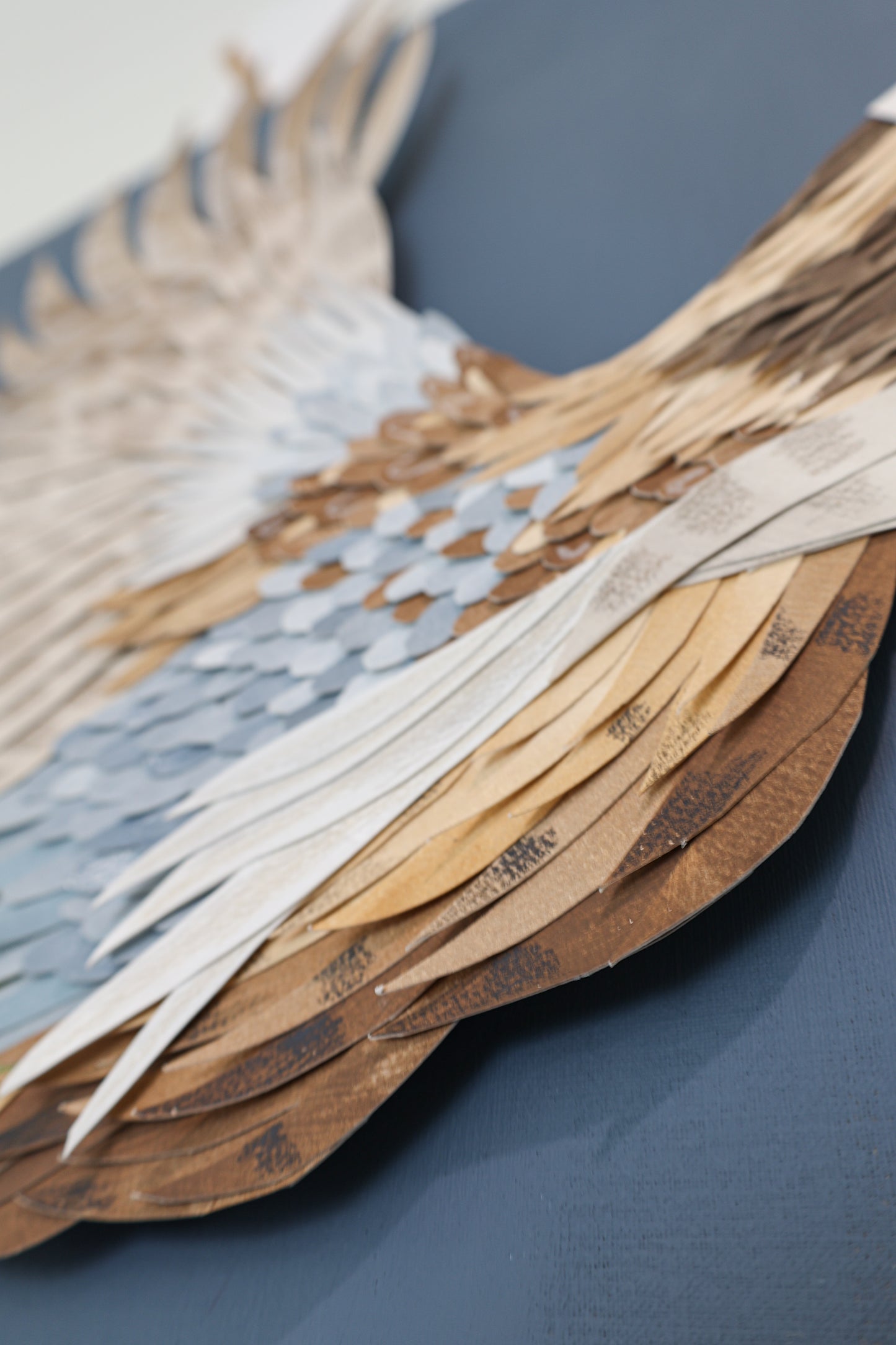 Plumage 1